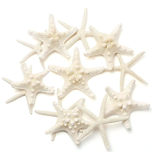 Estrellas de Mar